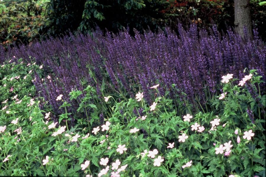 24x Plante Salvia nem. 'Mainacht' - ↕10-25cm (hauteur) - Ø9cm (diamètre)– ComfortXL Green - 7