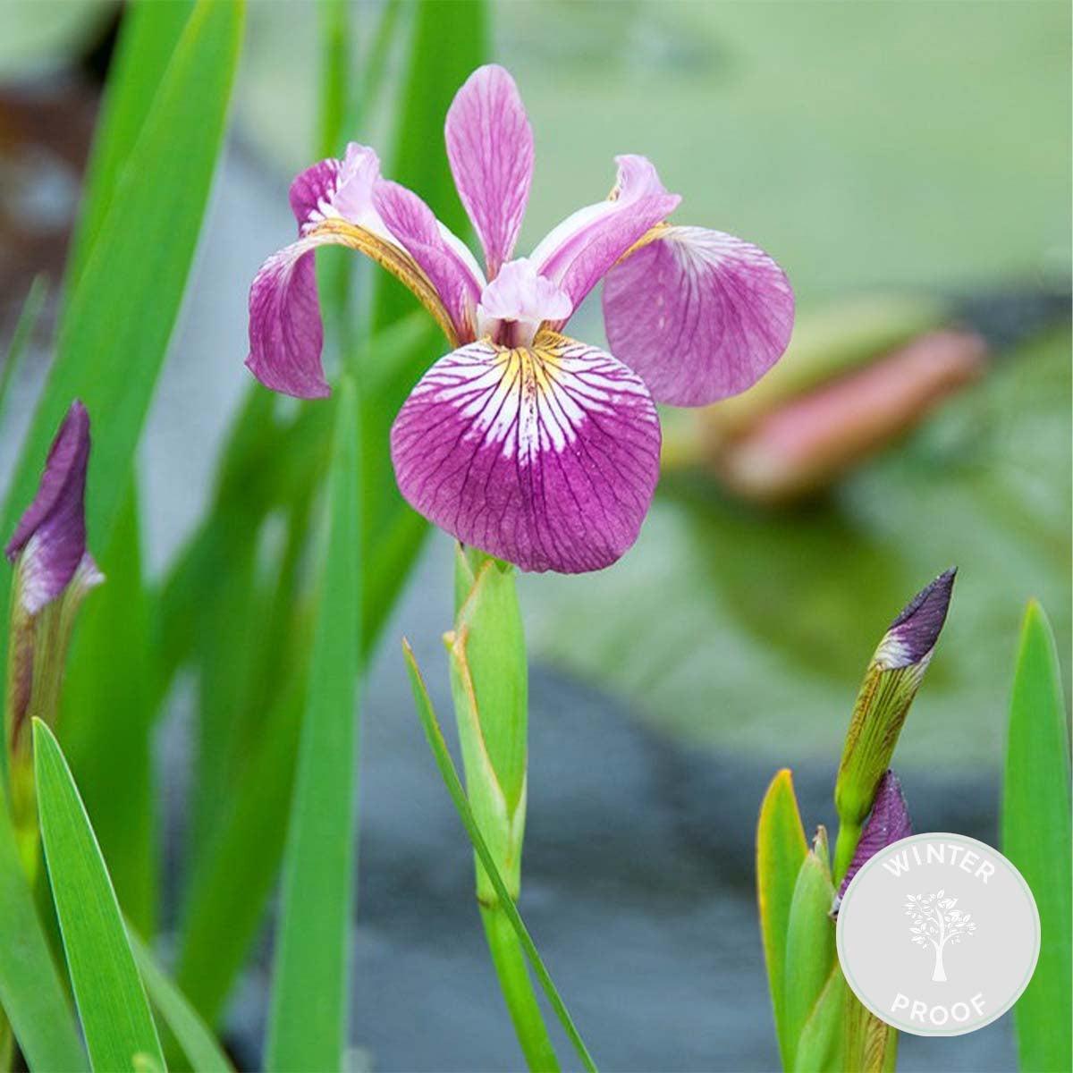 Iris Versicolor - Iris versicolore - Plantes de bassin - Plantes aquatiques - H. 20-30 cm - P. 9 cm - 2