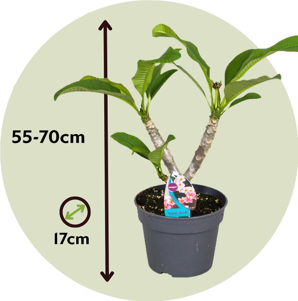 Frangipanier hawaii - Plumeria rubra 'Rose' - Hauteur 55-70cm - ⌀17cm - 2