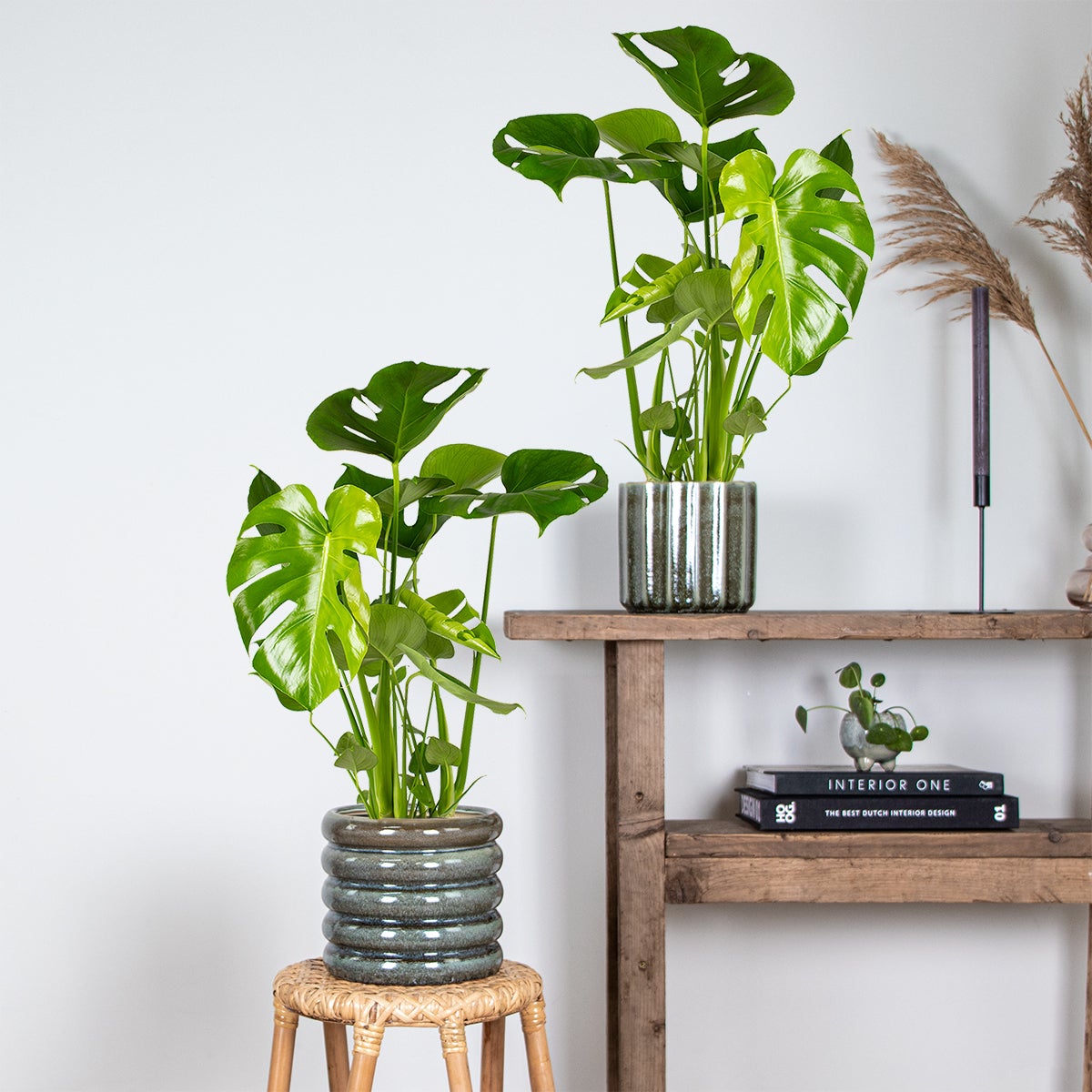 Lot de 2 - Monstera Deliciosa - Monstera - Dépolluante - H. 50-60 cm - P. 17 cm - 4
