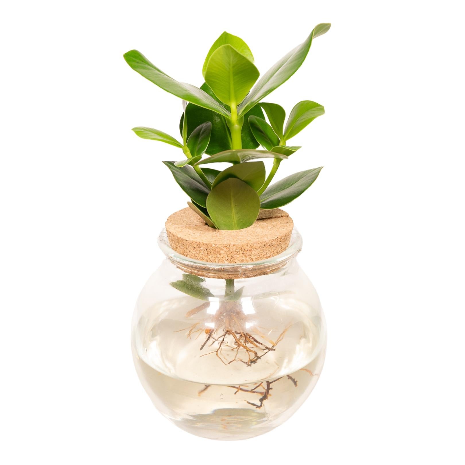 Clusia hydroponiczna w szklanym naczyniu z korkiem - 12 cm - 30 cm, dekoracyjna roślina do wnętrz