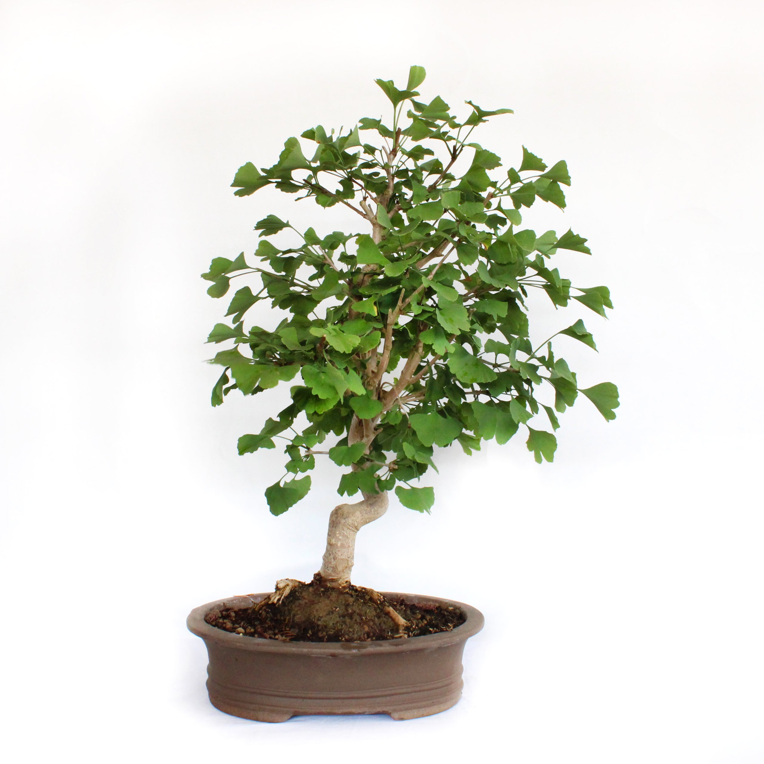 KENTIS - Bonsai Malus 'Evereste' - Real Japanese Style Bonsai - Real