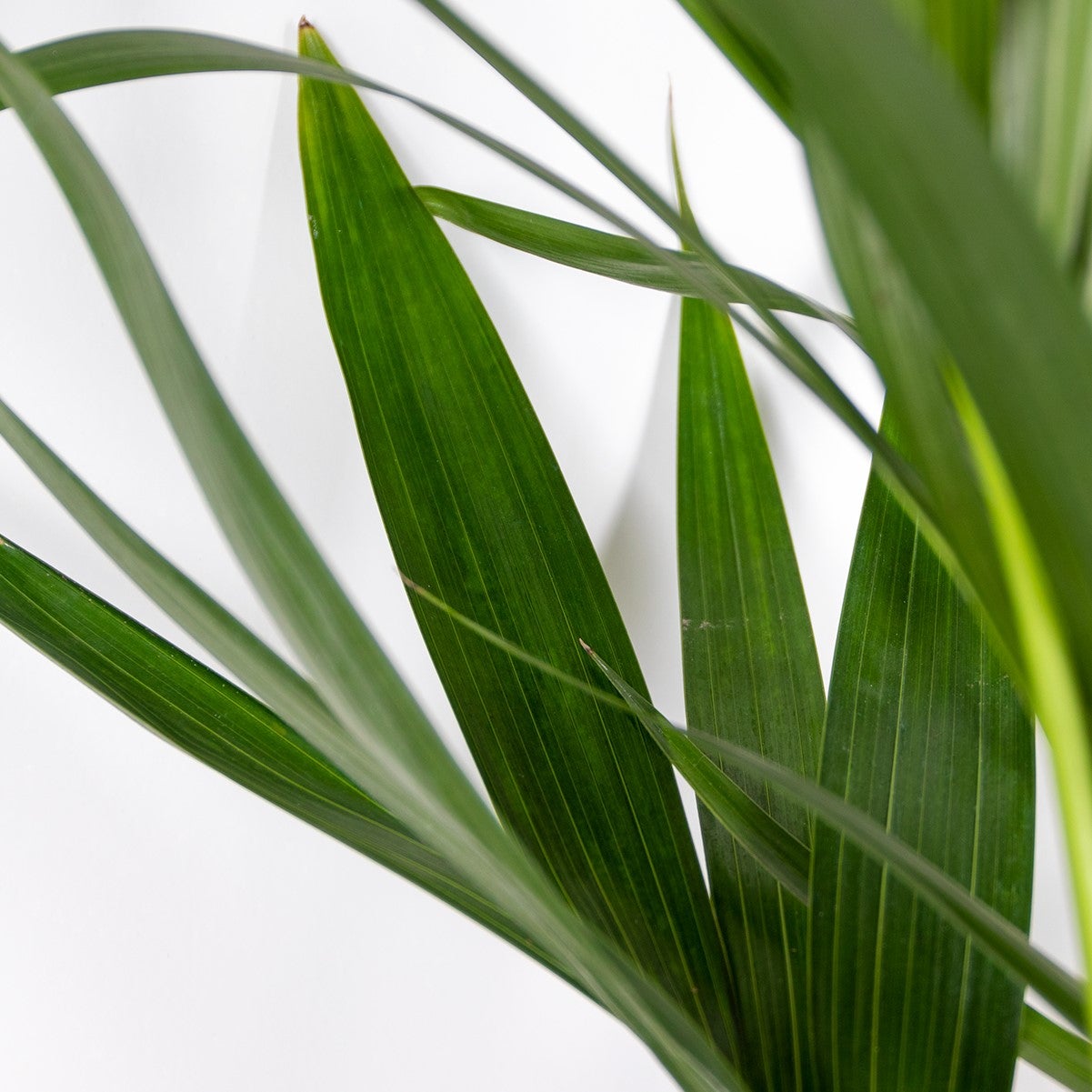 Howea Forsteriana - Palmier Kentia - Plante d’intérieur - Dépolluante - H. 120-140 cm - P. 24 cm - 2