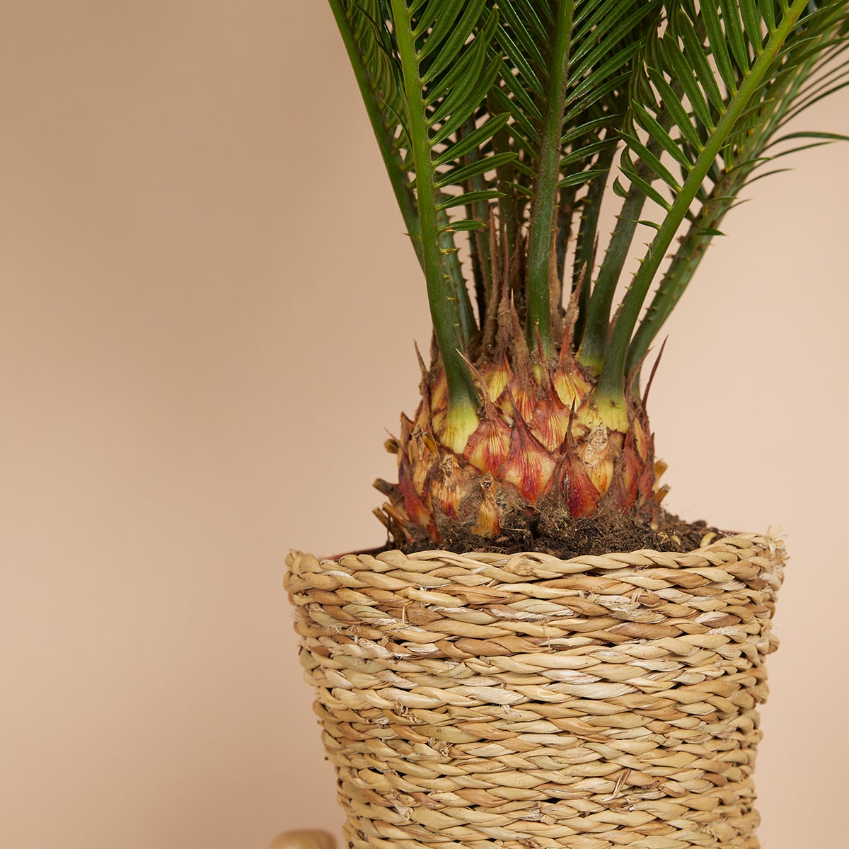 Cycas Revoluta - Palmier de la Paix - Sagoutier - Fougère Cycas - H. 40-50 cm - P. 15 cm - 3