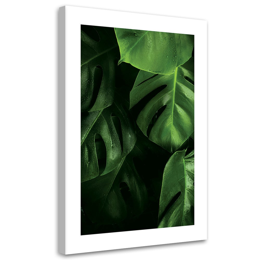 Obraz na płótnie, Liście Monstera krople wody 70x100