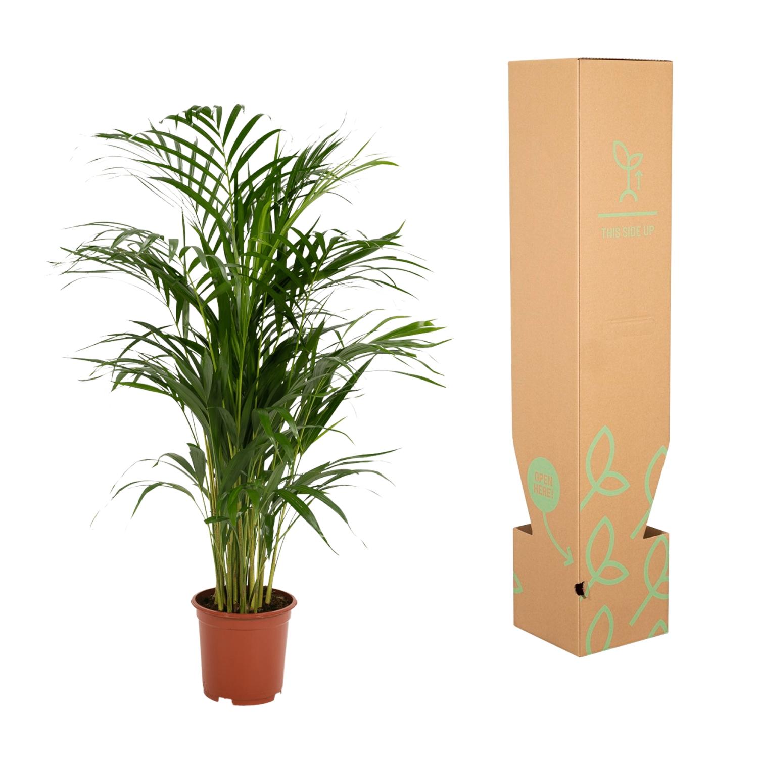Palmier Areca plante d’intérieur feuillage vert hauteur 70 cm pot Ø17 cm– ComfortXL Green - 9
