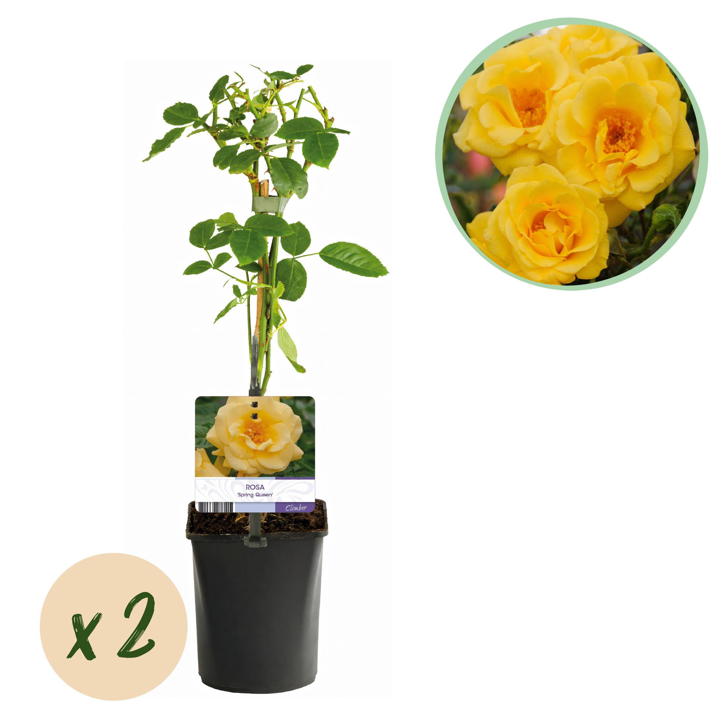 Green boutiQ – Róża Pnąca Rosa Spring Queen – 2 rośliny – Kwiaty jasnożółte – Niska pielęgnacja – Doniczka 11 cm – Wys 40 cm