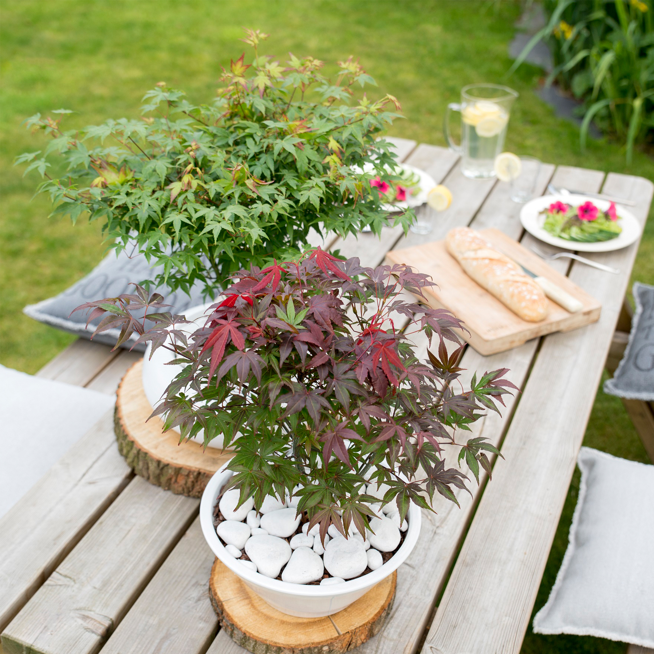 Érable du Japon - Acer palmatum 'Atropurpureum' - Hauteur 60-70cm - ⌀19cm - 7