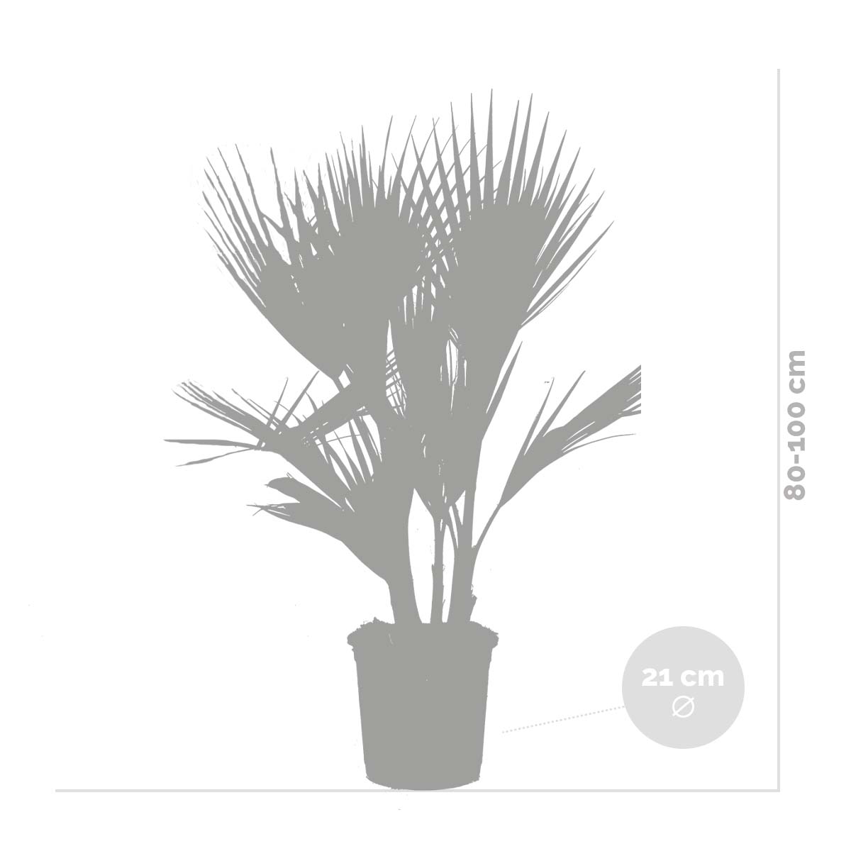 Lot de 2 - Washingtonia Robusta - Palmier éventail mexicain - H. 80-100 cm - P. 21 cm - 4