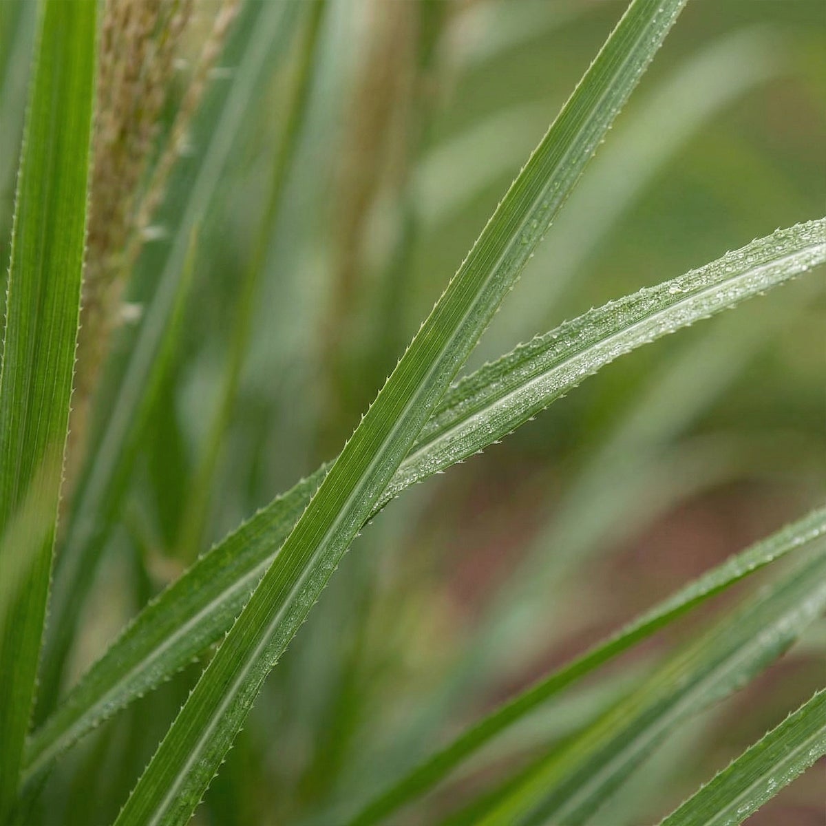 Lot de 6 - Miscanthus sinensis - Graminée ornementale - Rustique - Vivace - H. 10-20 cm - P. 9 cm - 2