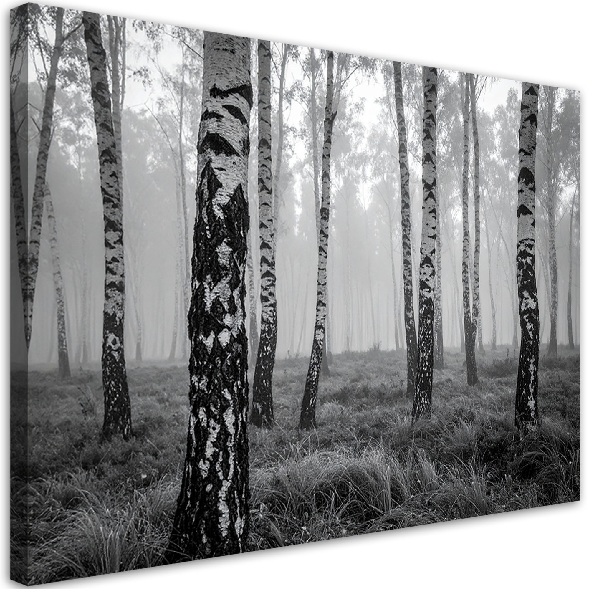 Obraz do salonu sypialni kuchni biura loftu, Las brzozowy czarno biały widok 60x40