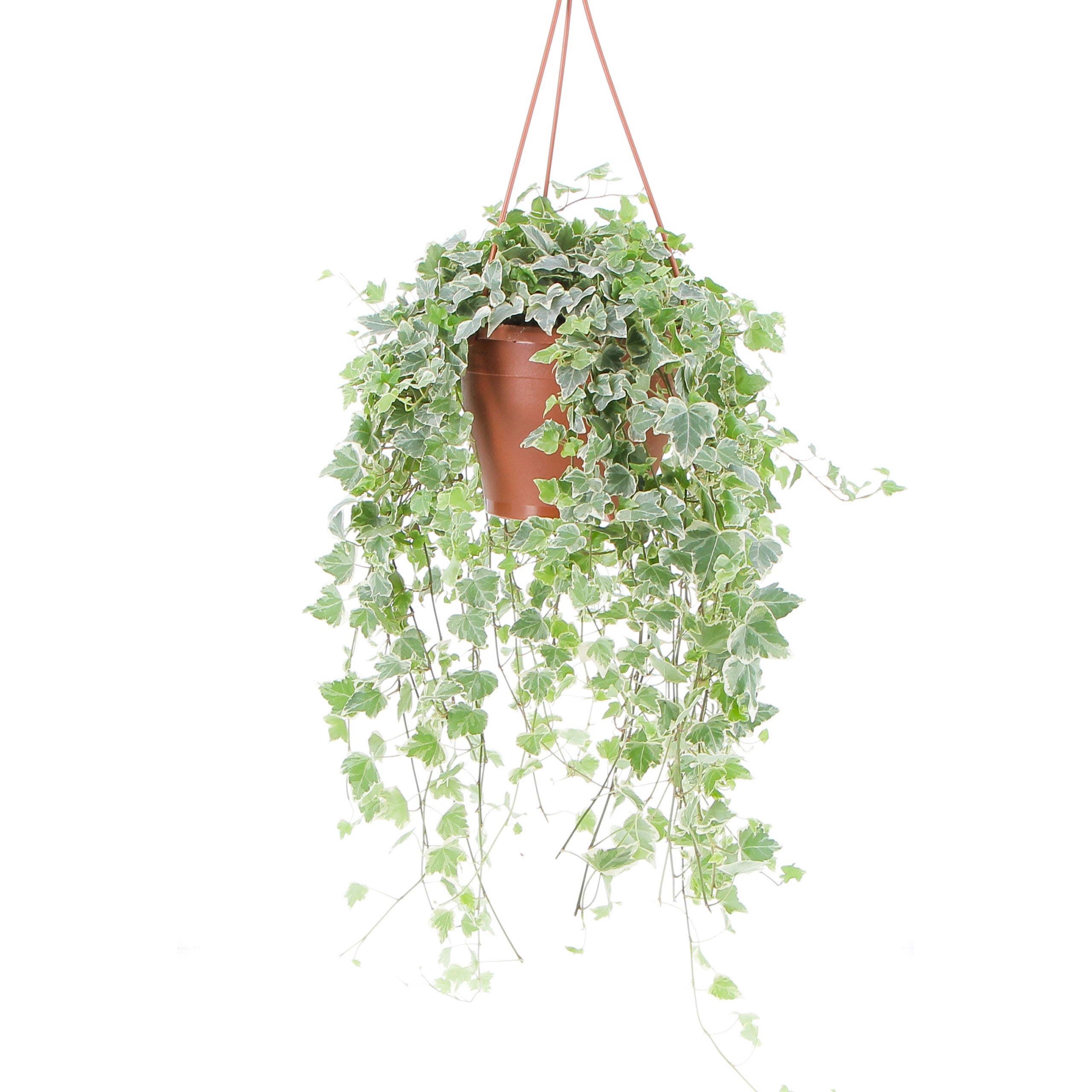 Volpe dal 1895 Inghilterra Efeuchen Pianta Artificiale 45 cm