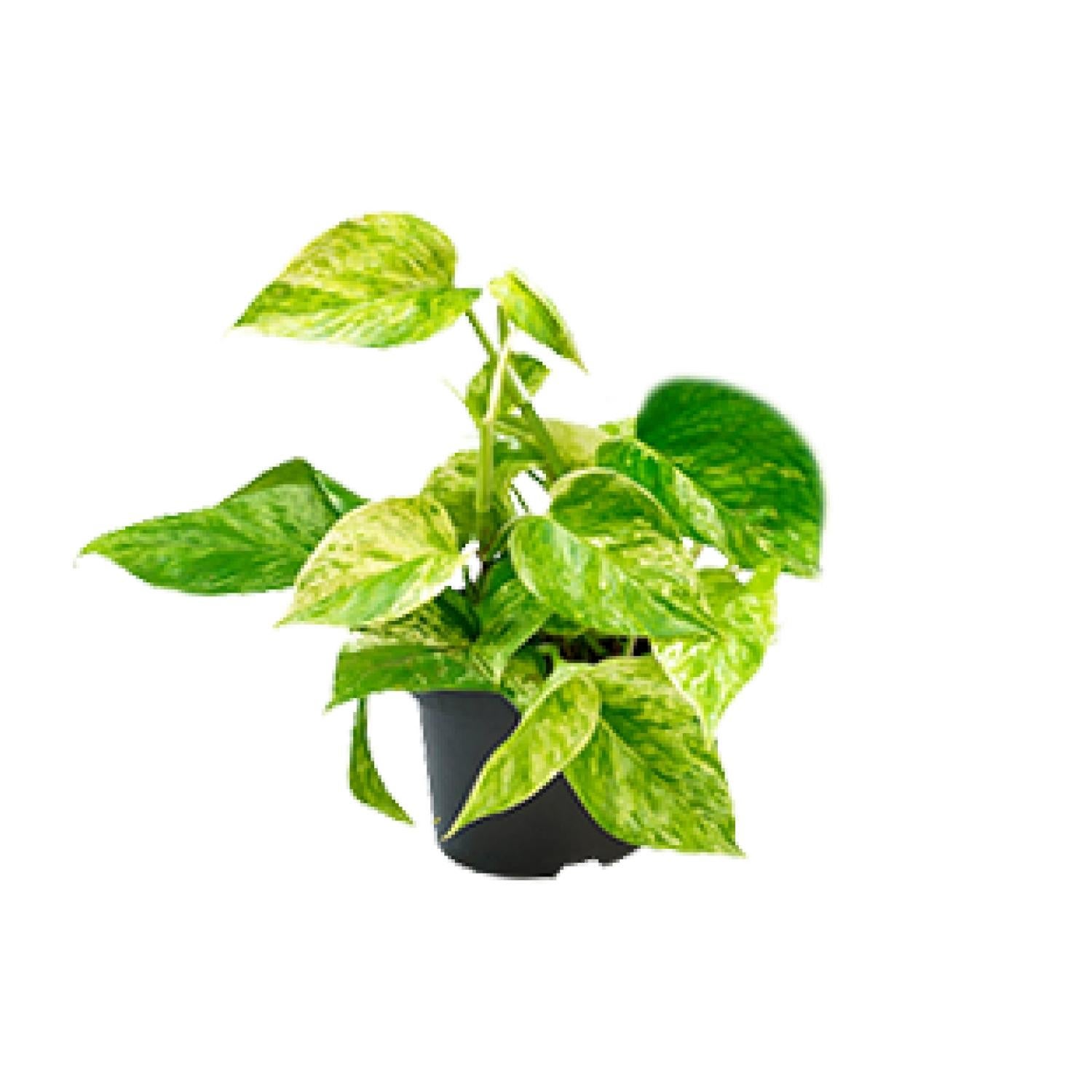 Epipremnum Marble Queen - Scindapsus marmurkowy - Doniczka Ø12 cm - Wysokość 20 cm