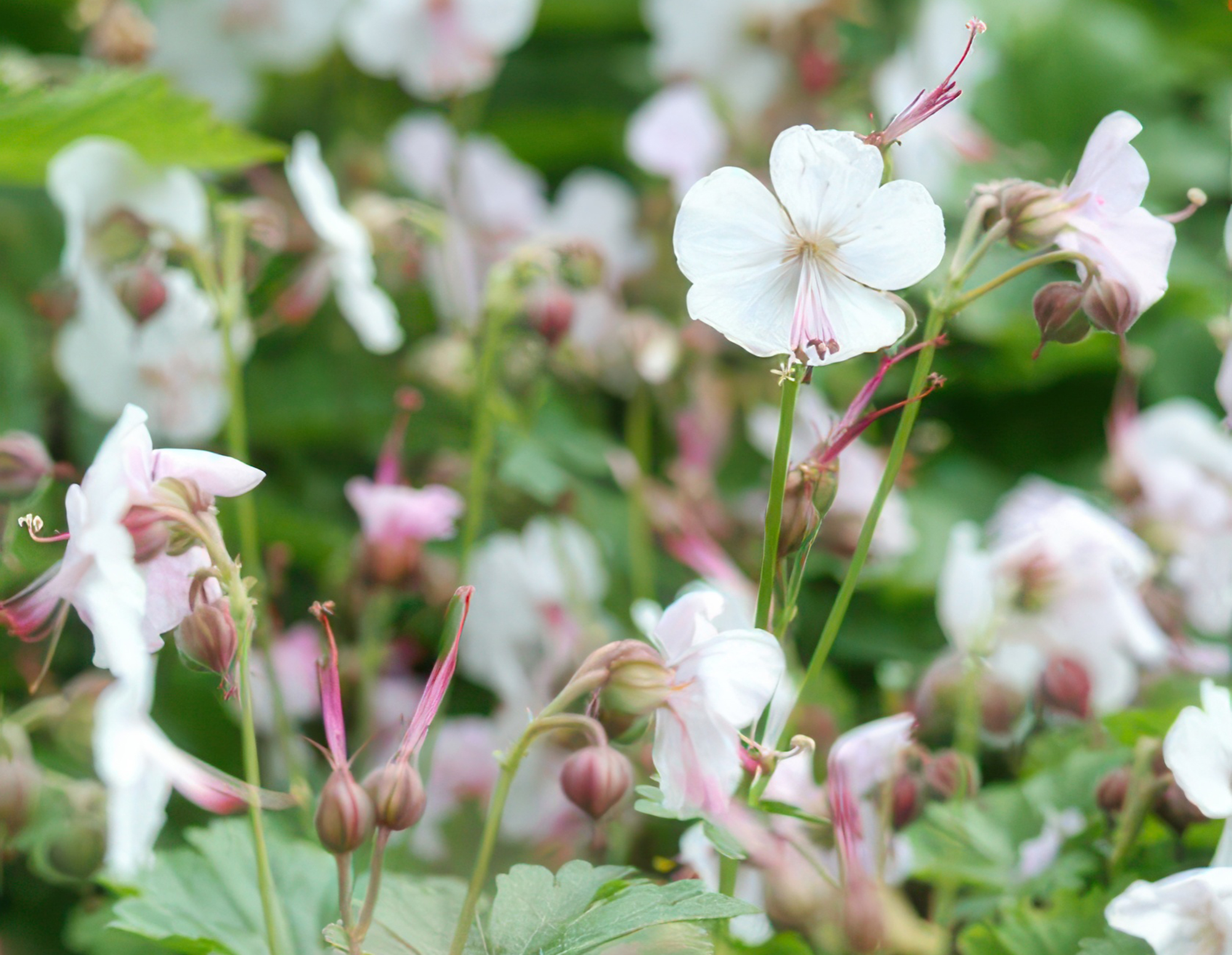 24x Plante Geranium cant. 'Biokovo' - ↕10-25cm (hauteur) - Ø9cm (diamètre)– ComfortXL Green - 6