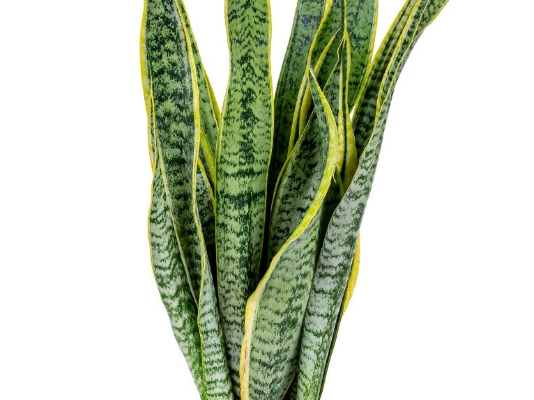 Lot de 2 - Sansevieria 'Laurentii' XL - Langue de belle-mère - Succulente - H. 55-65 cm - 3