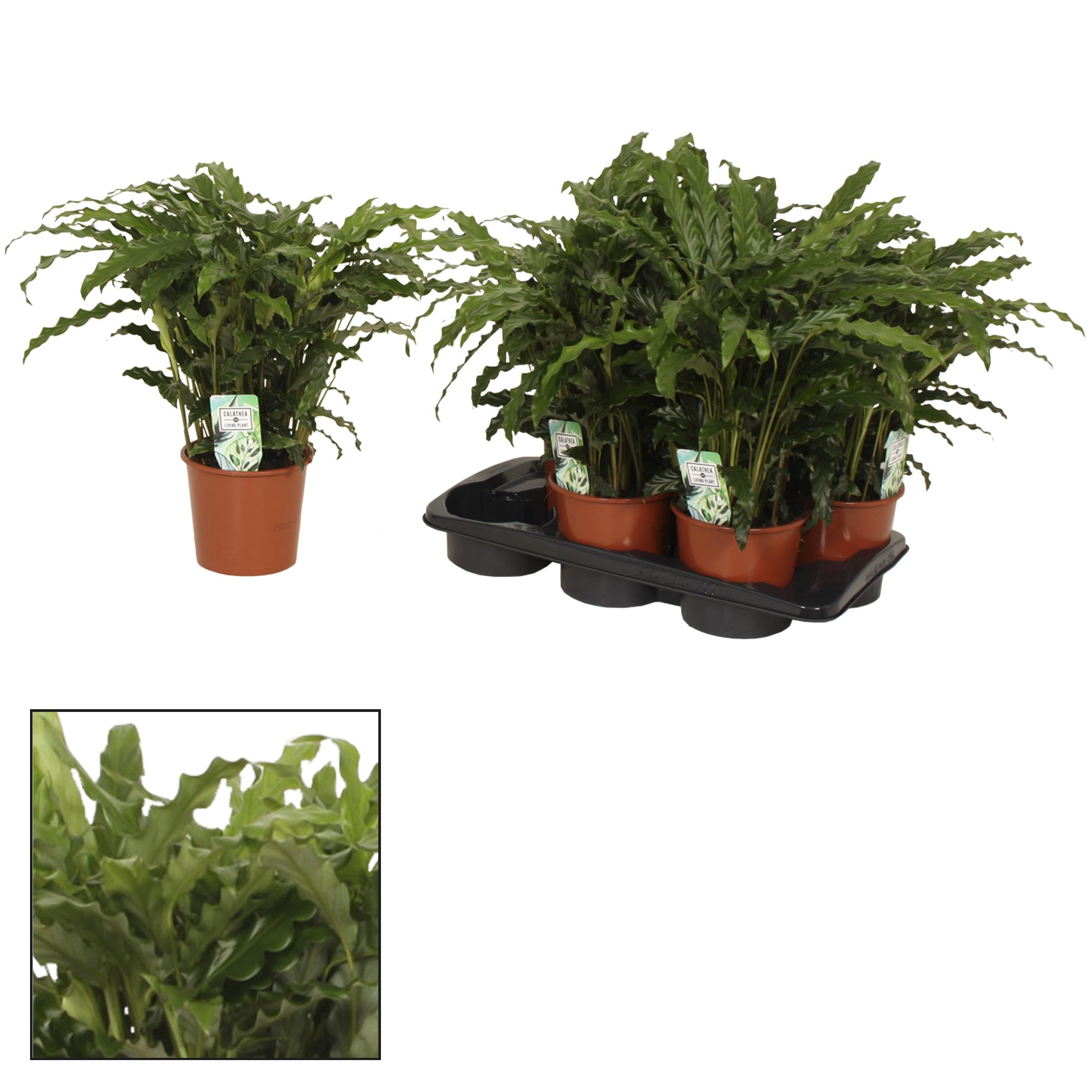 Calathea Bluegrass Ø17cm ↕65cm Roślina doniczkowa Luksusowe Liście