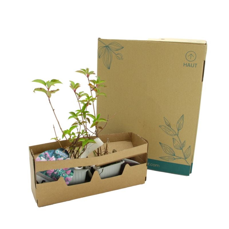 Hortensia Paniculé Fraise Melba® 'Renba' (Hydrangea Paniculata) - Godet - Taille 13/25cm - Pépinières Naudet - 5