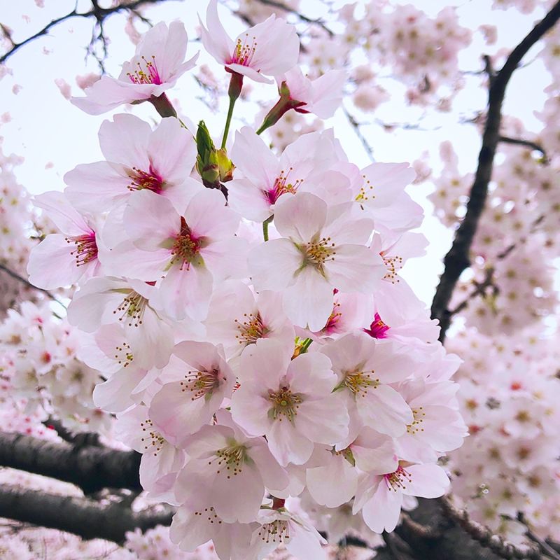 Cerisier à fleur 'Kojo No Mai' (Prunus incisa 'Kojo-no-mai') - Godet 9cm - Pépinières Naudet - 2