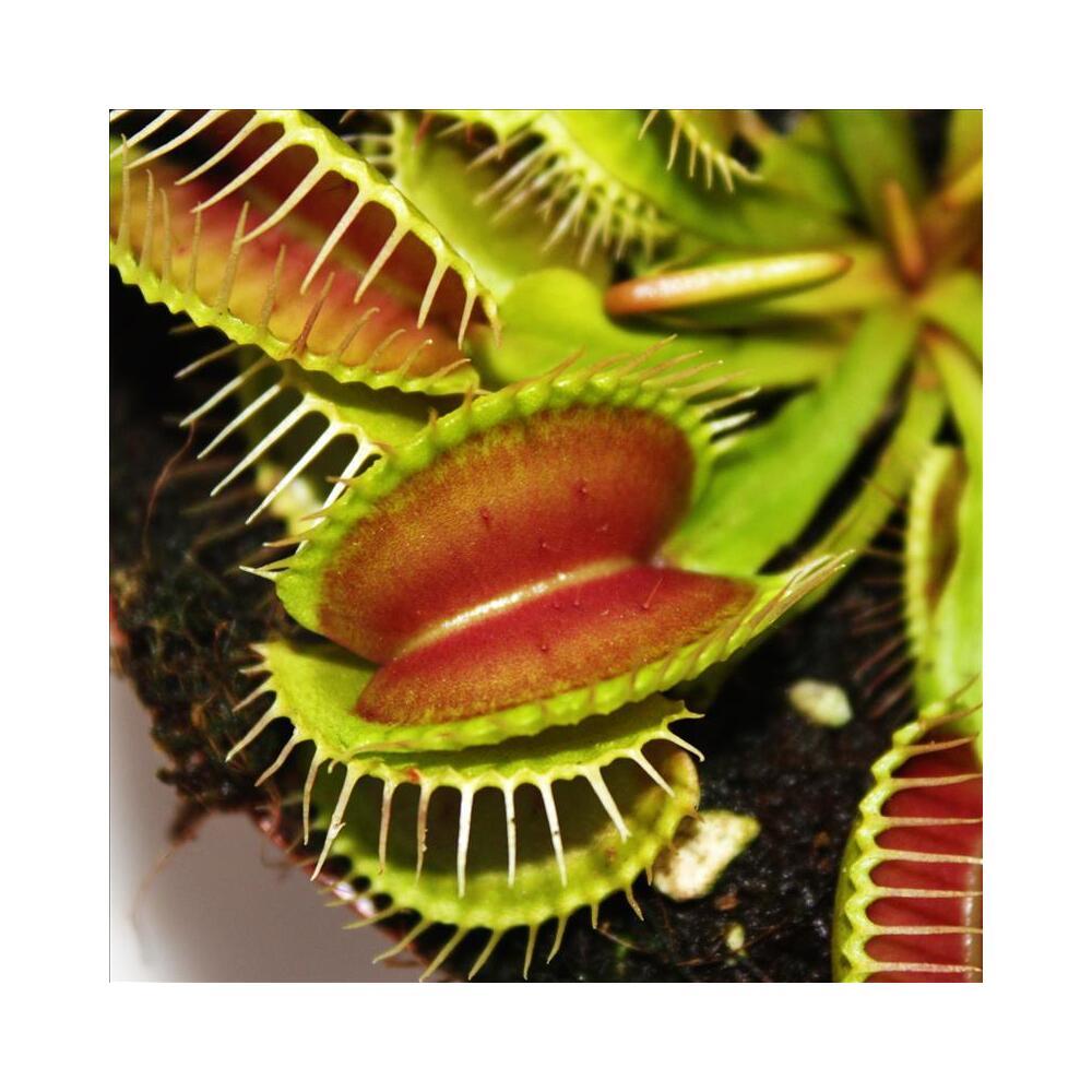 Piège à mouches Vénus - Dionaea muscipula - pot de 9cm - 2