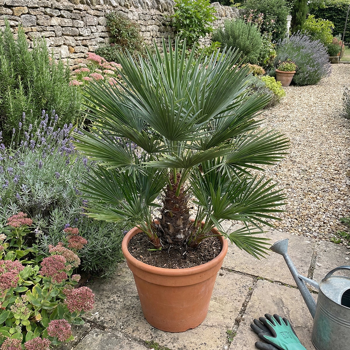 Chamaerops Humilis Vulcano - Palmier nain - Plante de Jardin - Rustique - P. 24&nbsp;cm - 2