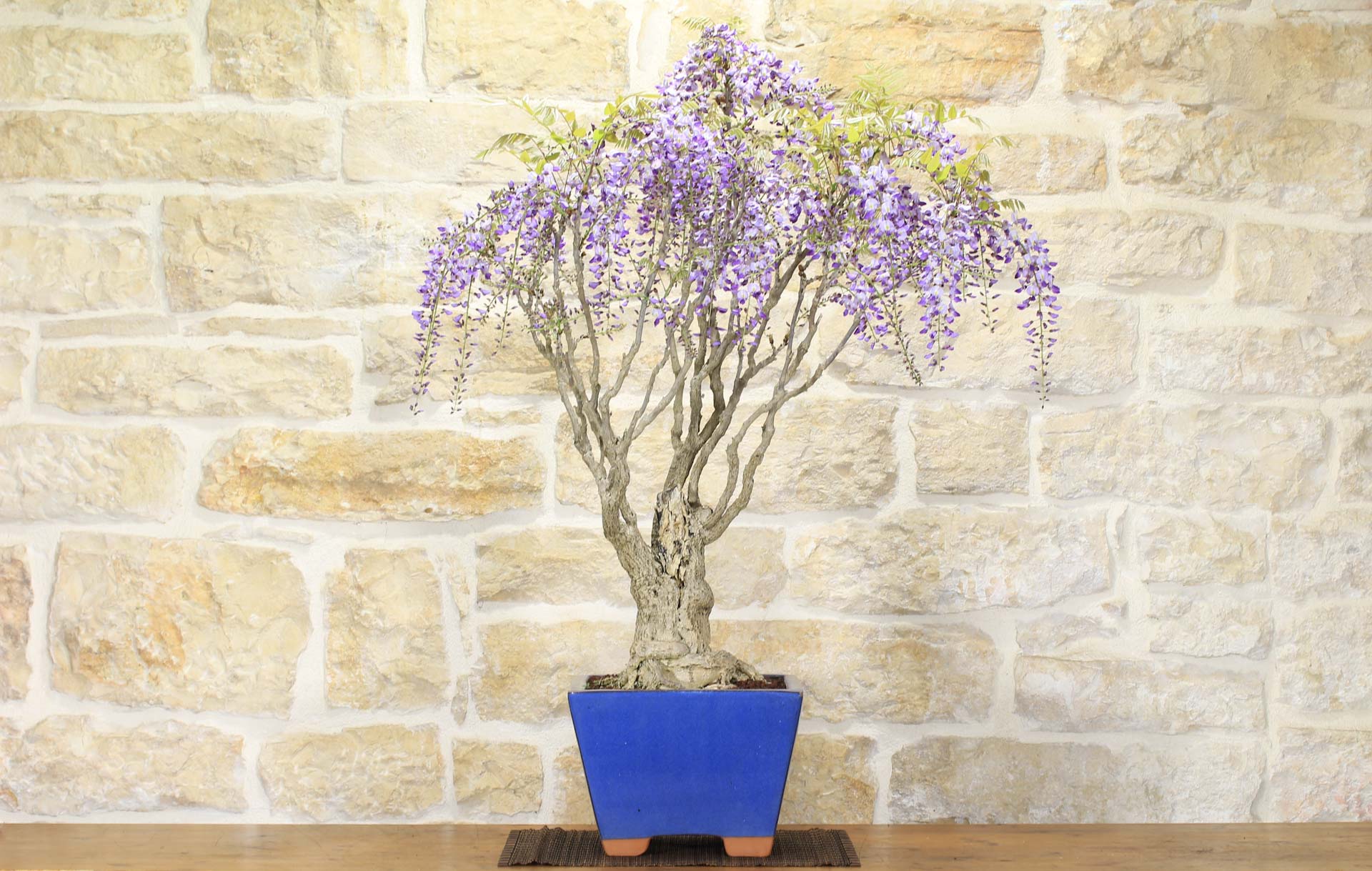 Bonsai di Glicine (11) | Leroy Merlin