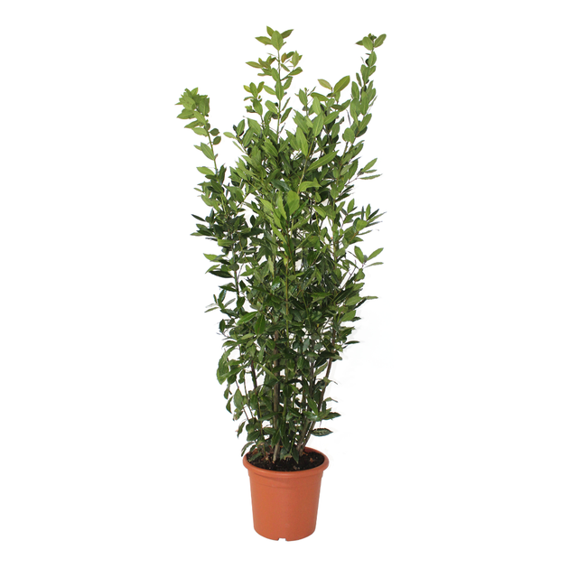 KENTIS - Laurus Nobilis - Pianta di Alloro - Piante Vere da Esterno da Siepe - Pianta da Giardino Sempreverde - H 125-150 cm Vaso Ø 24 cm