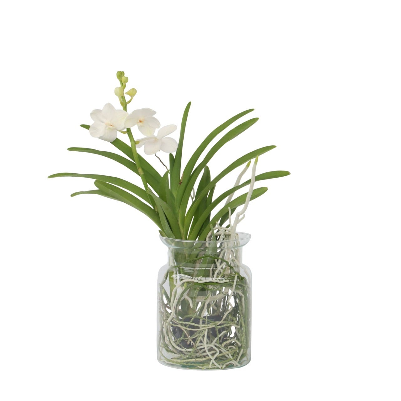 Vanda 