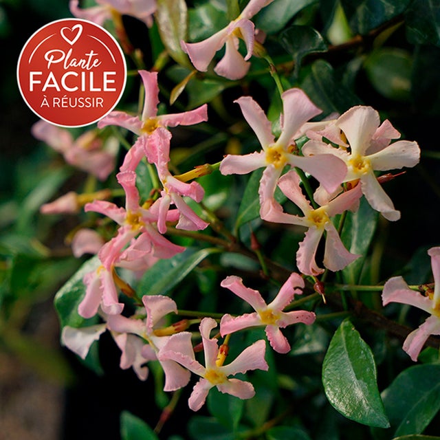 Jasmin étoilé rose - trachelospermum asiaticum 3L - 60/90cm