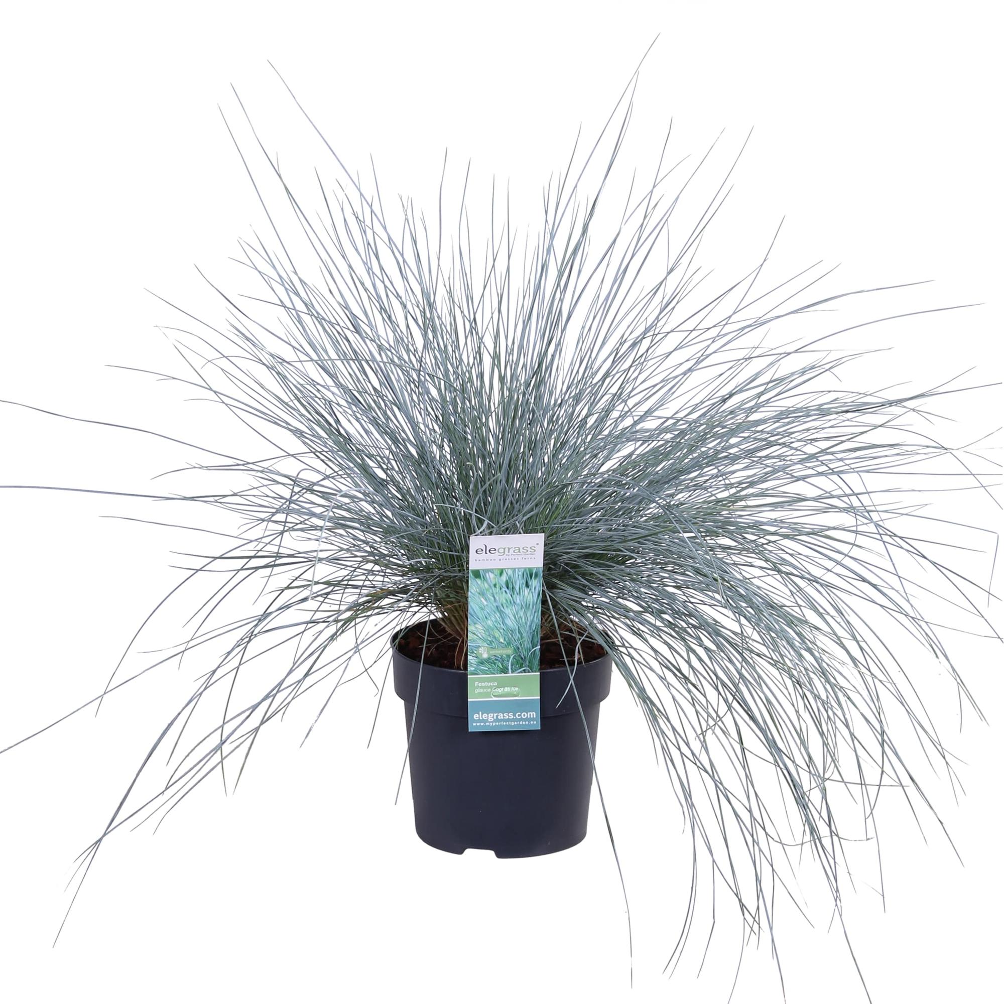 Festuca glauca Azura Blue - Blue creeping ornamental plant - Ø19cm - ↕40cm - Ø14 - ↨30cm – MOSELOTA Green