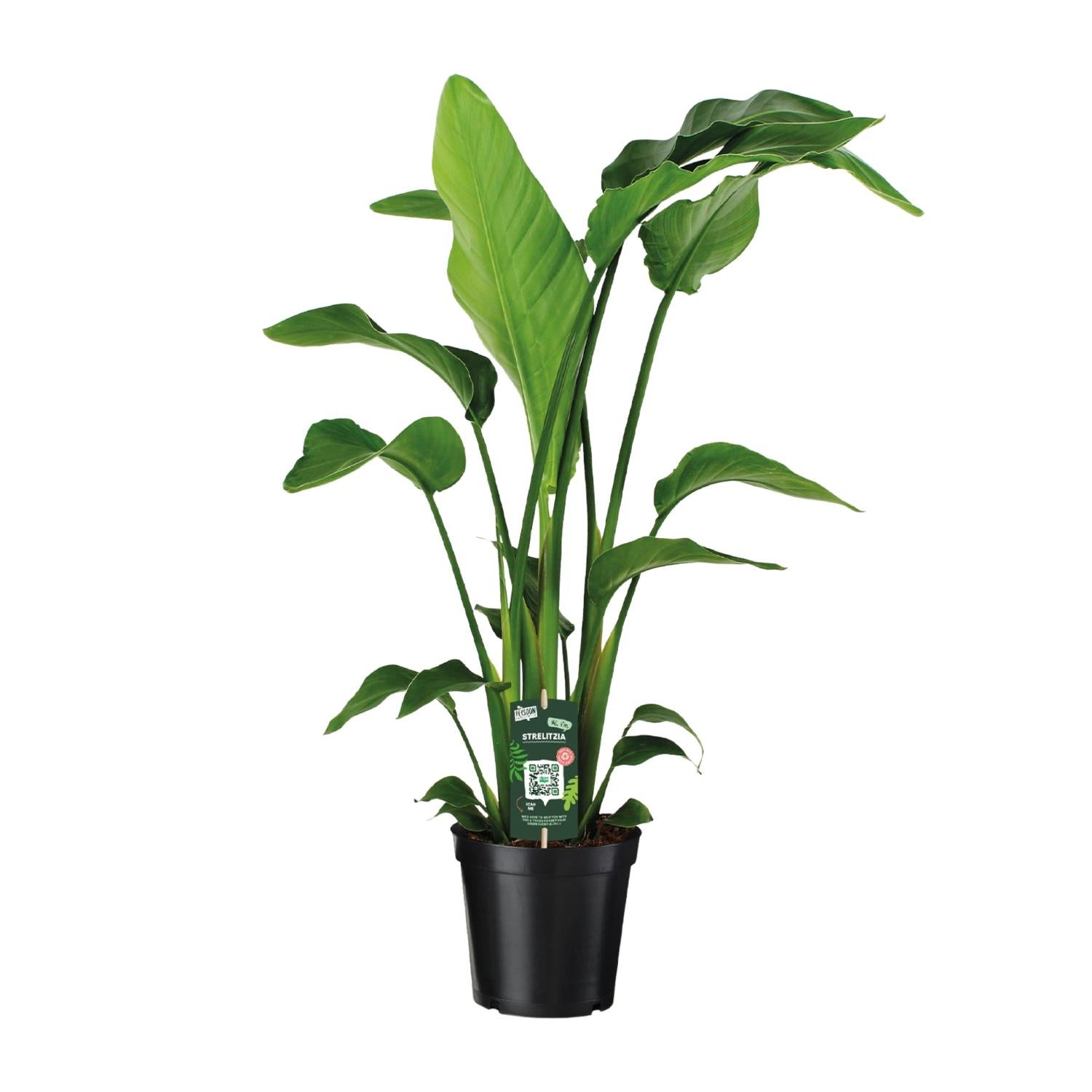 Strelitzia Nicolai egzotyczna roślina doniczkowa - Doniczka Ø19cm - Wysokość 90cm