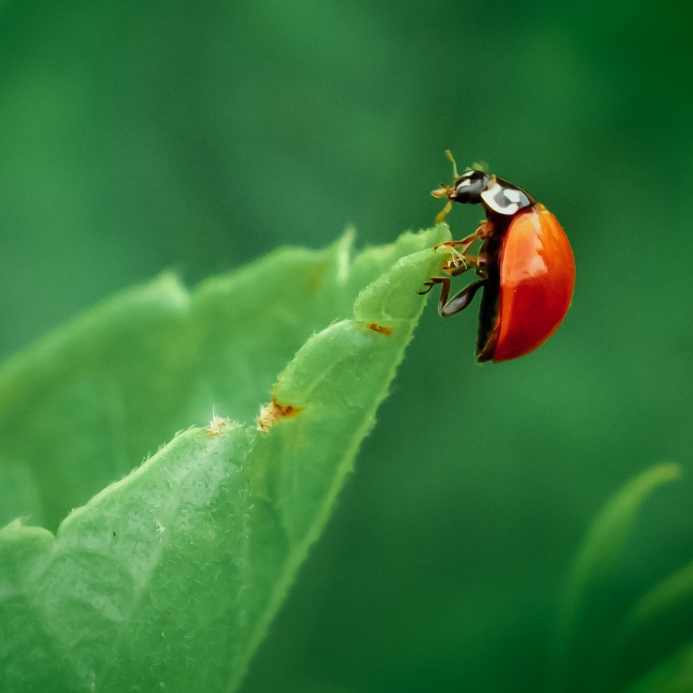 20 coccinelles adultes anti-pucerons - Coccifly - 5