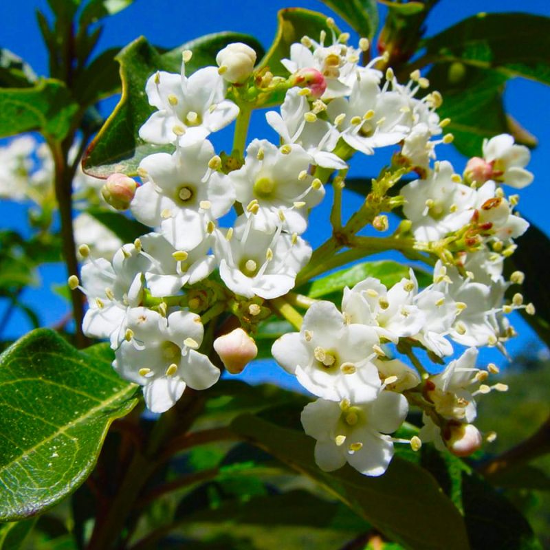 20 Lauriers Tin (Viburnum Tinus) - Haie de Laurier Tin - - Pépinières Naudet - 2