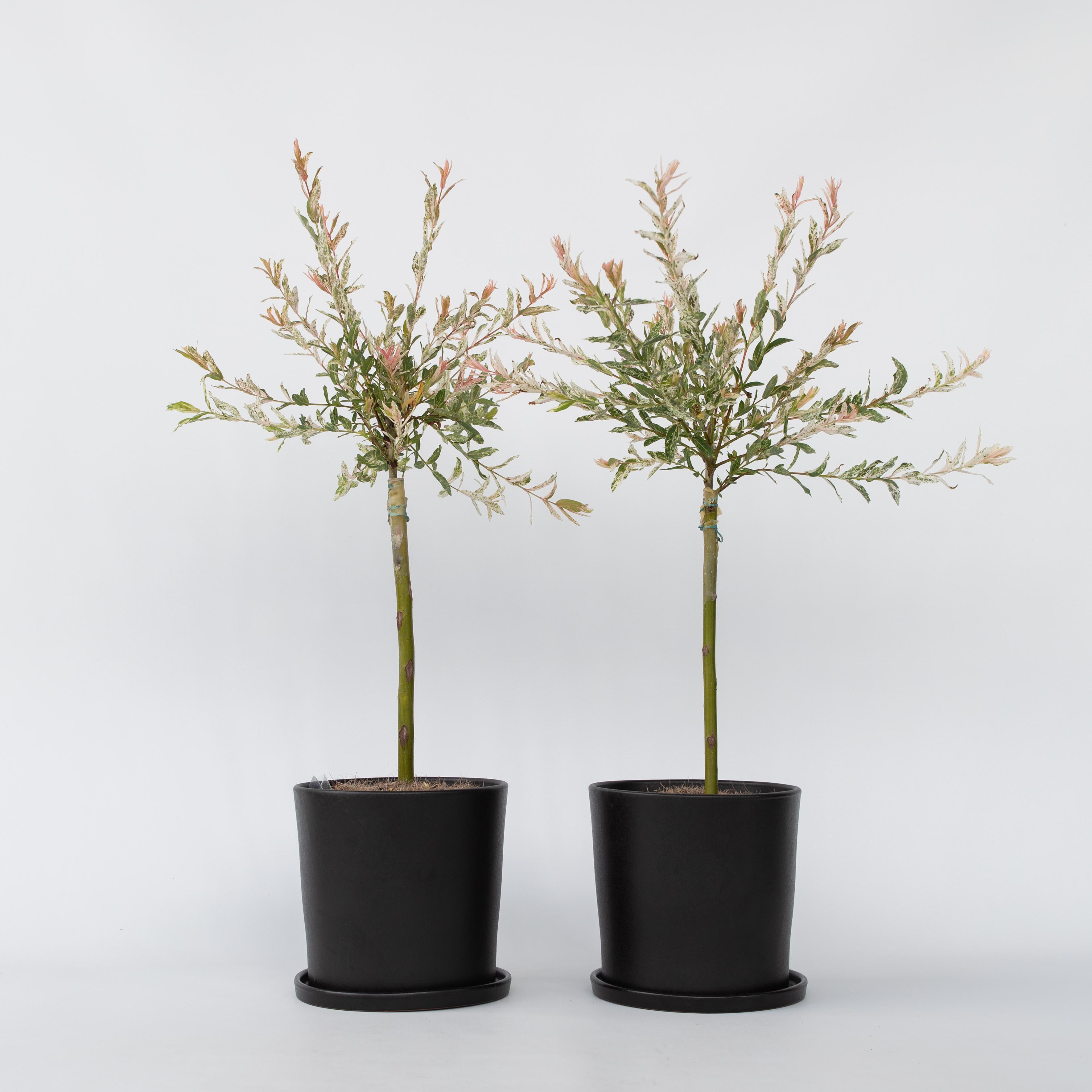 Saule crevette - Set de 2 - Salix integra 'Flamingo' - Hauteur 60-80cm - ⌀17cm - 6