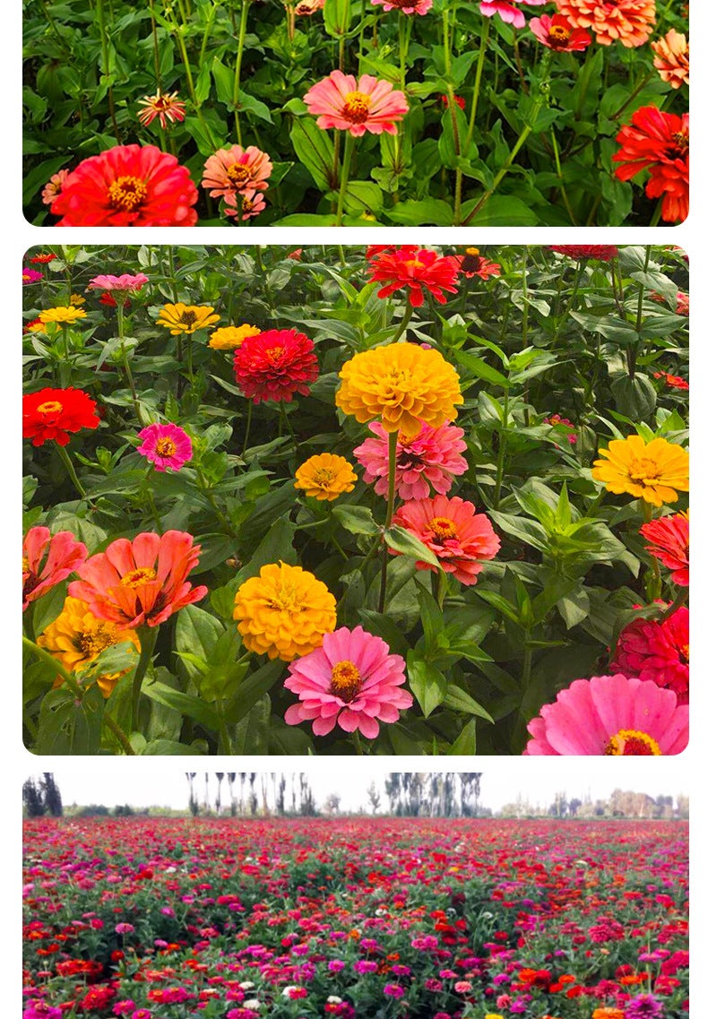 1000 graines de zinnia,graines de fleurs,floraison en pot,taux de germination élevé,idéal pour la culture en intérieur et au jardin(rouge)-SIENTICE - 6