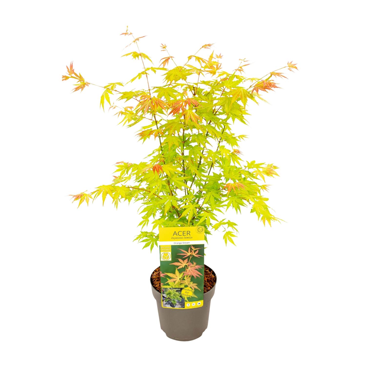 Acer palmatum ‘Orange Dream’ - Klon japoński liście pomarańczowe - Doniczka Ø19cm - Wys. 50cm
