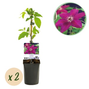 Clématite 'Multi Pink' – Plante Grimpante Vivace Rose Abondante En Pot Pour Jardin, Balcon, Pergola
