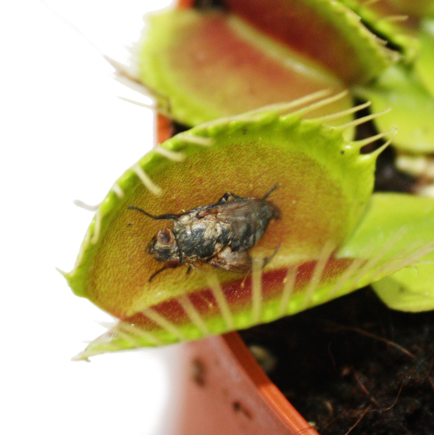 Venus Flytrap - Dionaea muscipula - vaso 9cm - 4