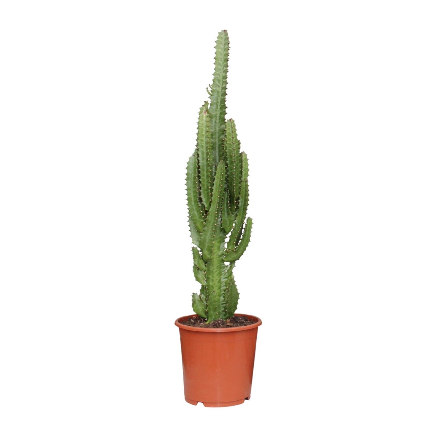 Euphorbia Trigona Sukulent - Afrykańskie drzewo mleczne - Ø17cm - ↕70cm