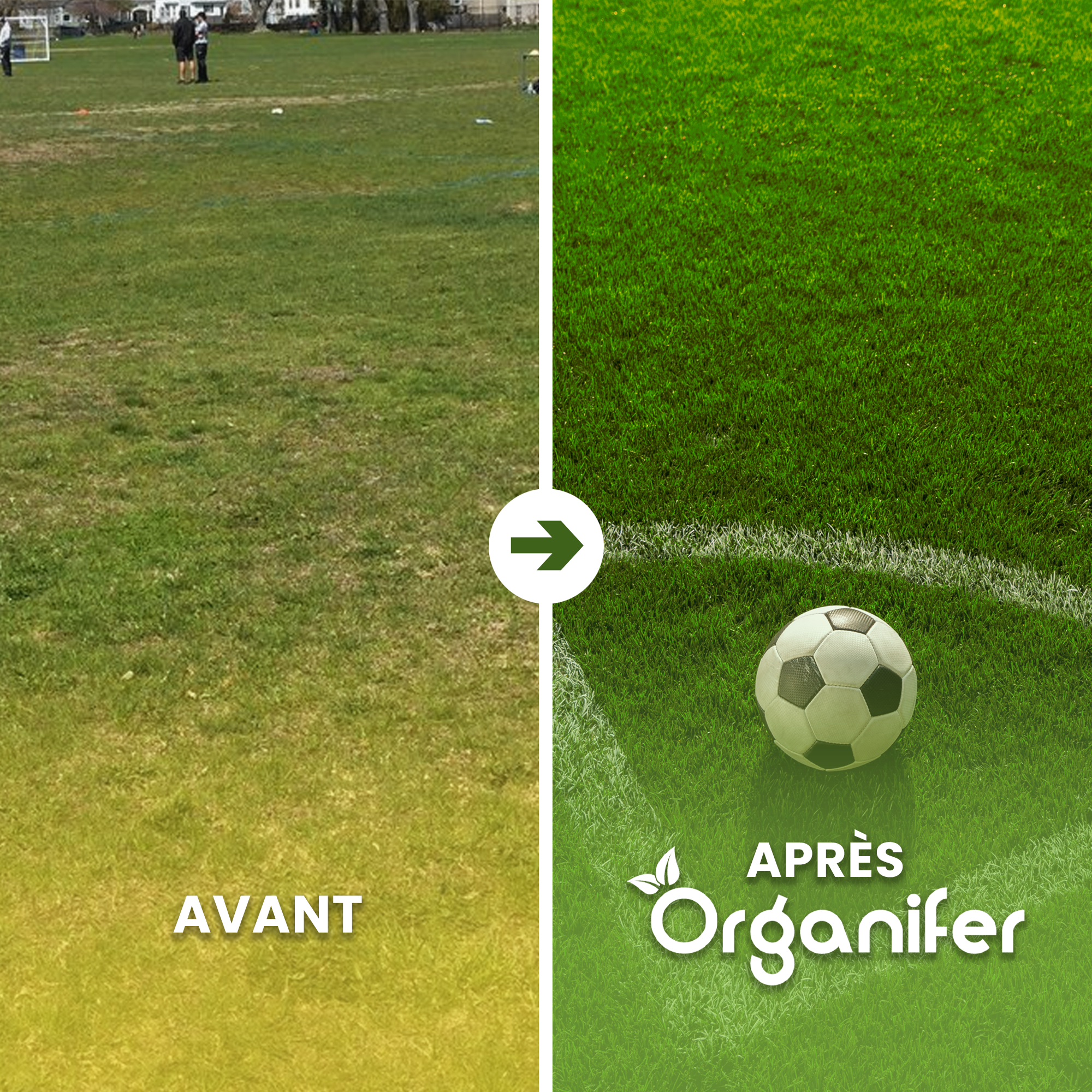 Semence Gazon Sport Et Jeux - Résilient - 15 Kg Pour 750 M2 - Organifer - 2