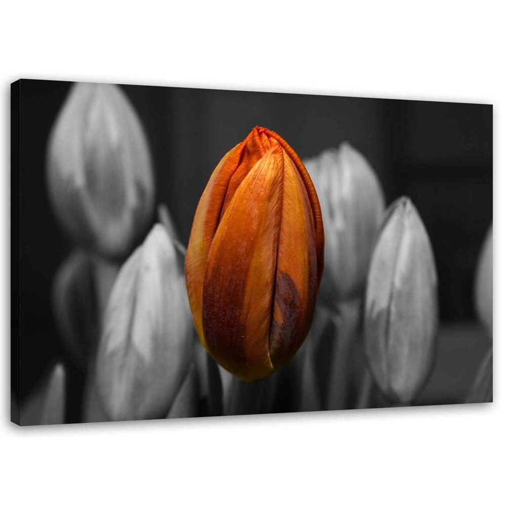 Obraz na płótnie, Pomarańczowy tulipan 120x80