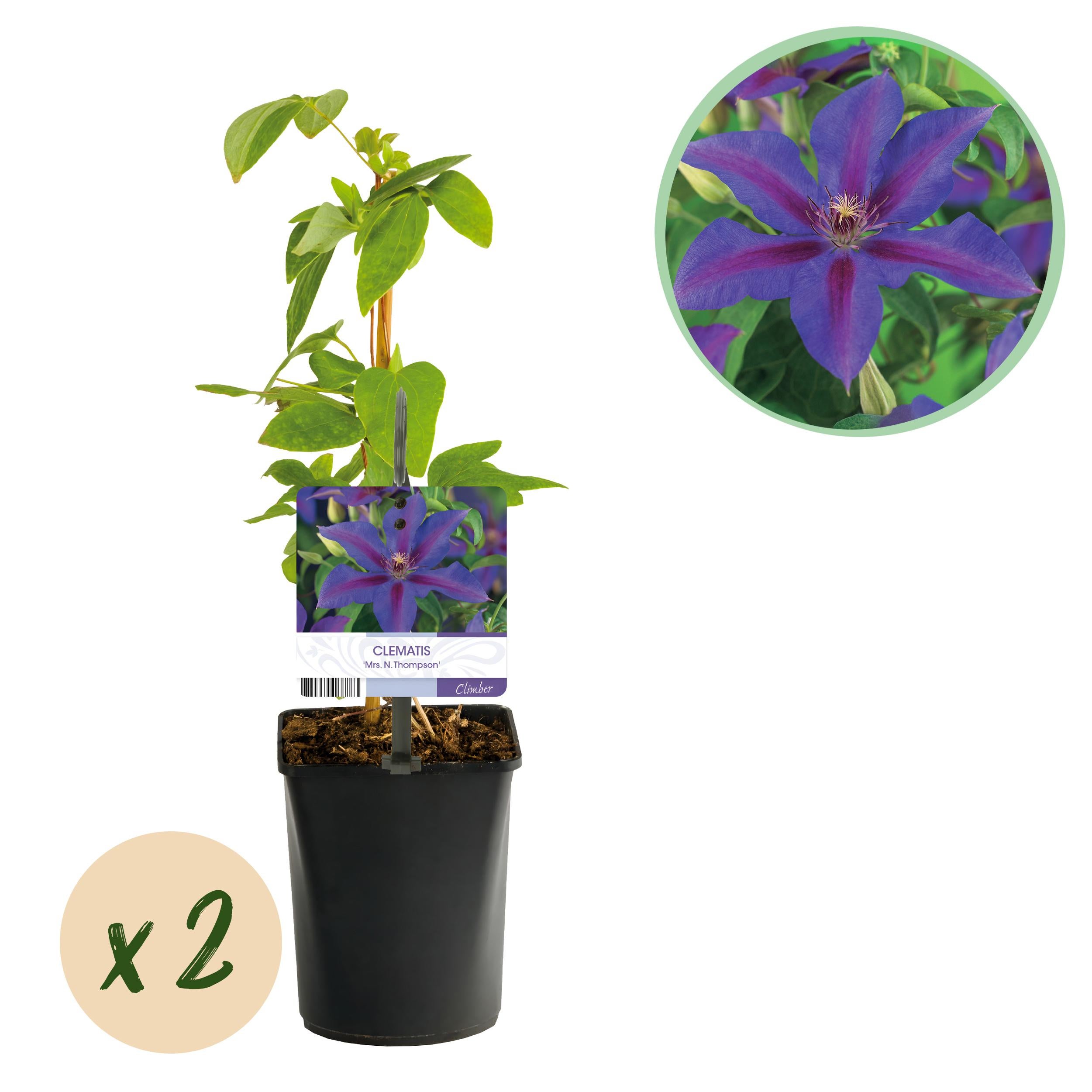 Green boutiQ Powojnik Mrs N Thompson – Pnącze różowo-fioletowe – Mało wymagające – 2 rośliny – Doniczka 11 cm – Wys 40 cm
