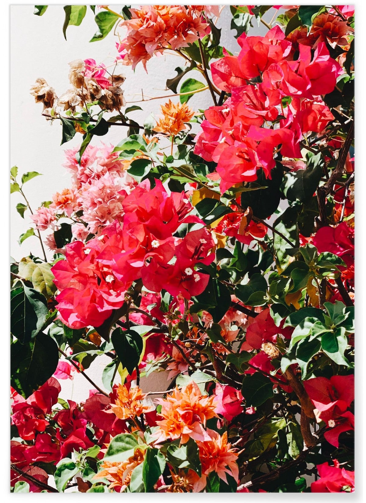 Poster fleurs format a3 leroy merlin