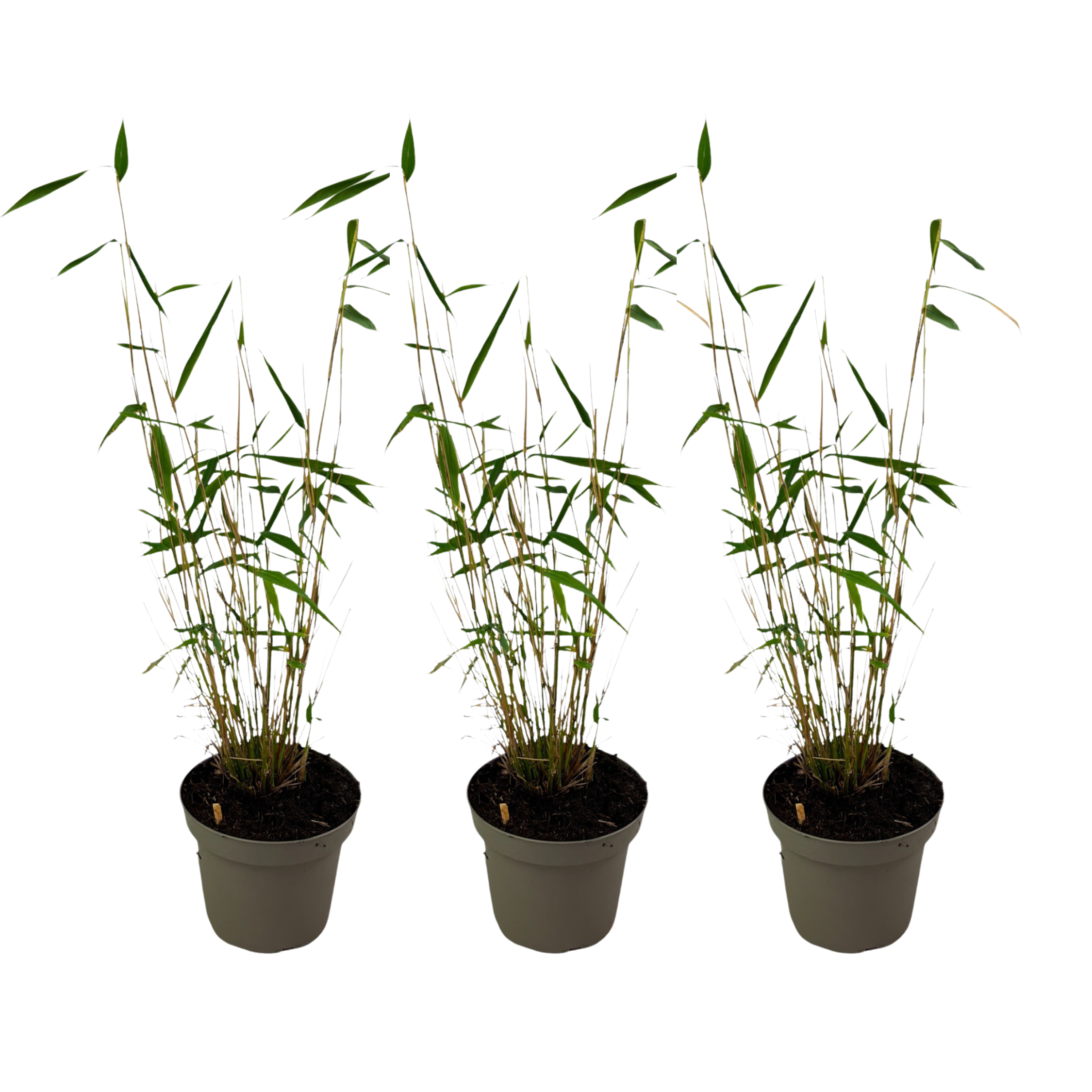 Cordyline Kiwi Ti Plant - Live Plant in an 10 Inch Growers Pot - Cordy