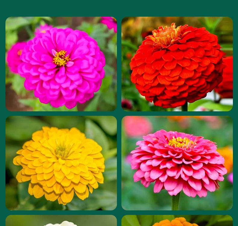 1000 graines de zinnia,graines de fleurs,floraison en pot,taux de germination élevé,idéal pour la culture en intérieur et au jardin(rouge)-SIENTICE - 7