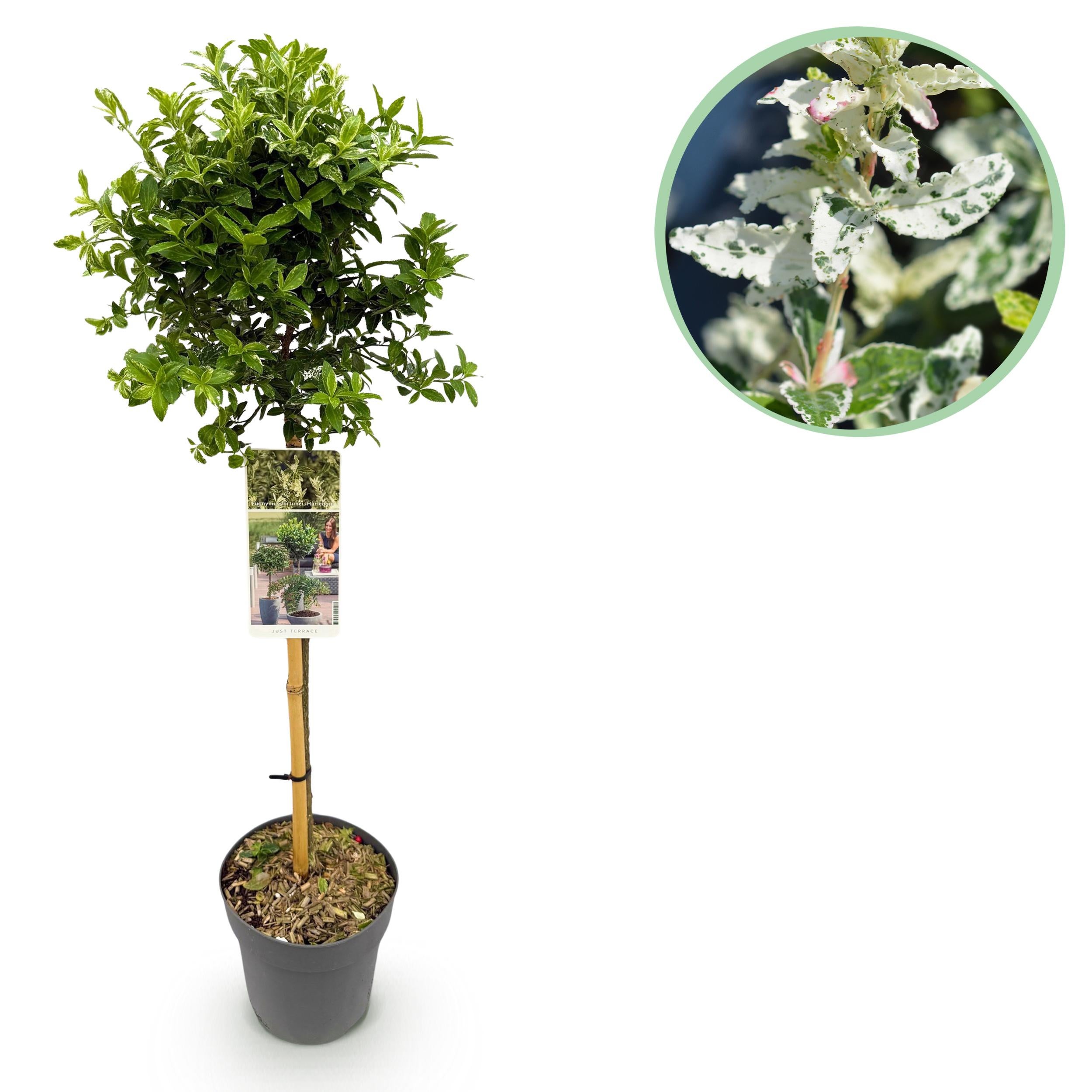 Green boutiQ – Euonymus fortunei Harlequin 90 cm – Roślina na pniu, tarasowa, zimozielona, odporna zimą, liście zielono-białe, doniczka 19 cm