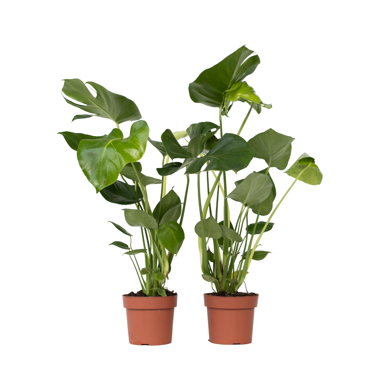 Philodendron pertusum - 2 Pezzi - Monstera deliciosa - Altezza 50-60cm -  17cm | Leroy Merlin