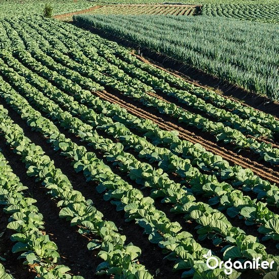 Amendement Du Sol Biochar - 10 Kg - 35 L - Organifer - Amendement Organique Du Sol - 7