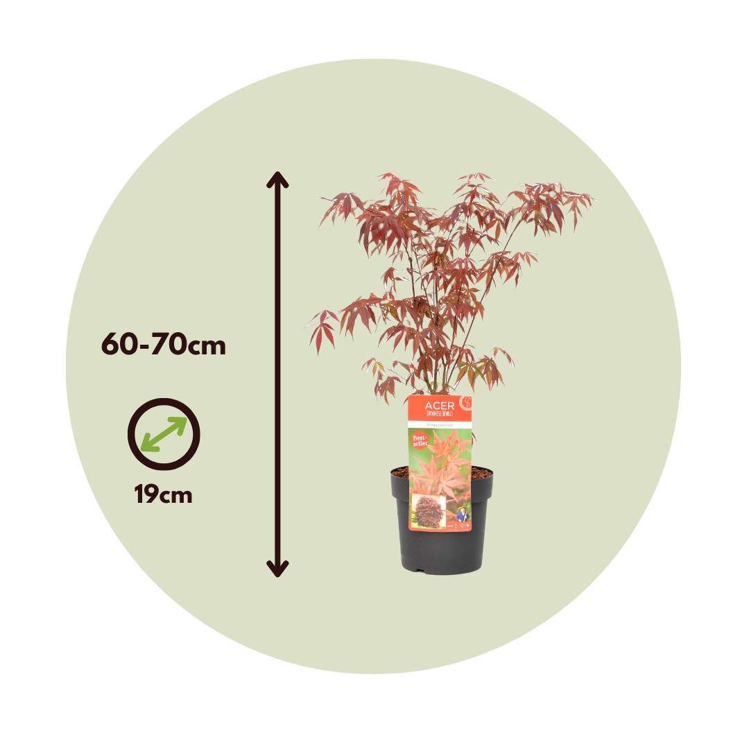 Érable du Japon - Acer palmatum 'Atropurpureum' - Hauteur 60-70cm - ⌀19cm - 6