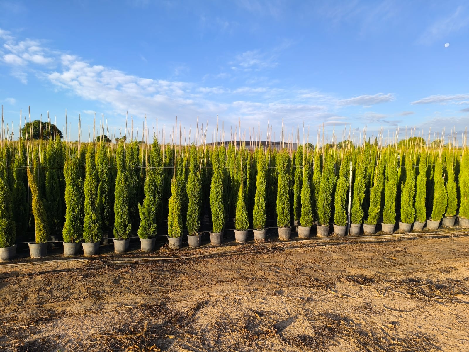 Sunny Tree - Totem Cypres Italien 150-160 CM Cupressus Sempervirens - Résistant au gel jusqu'à -18 - Conifère à feuillage persistant - Cyprès - 5