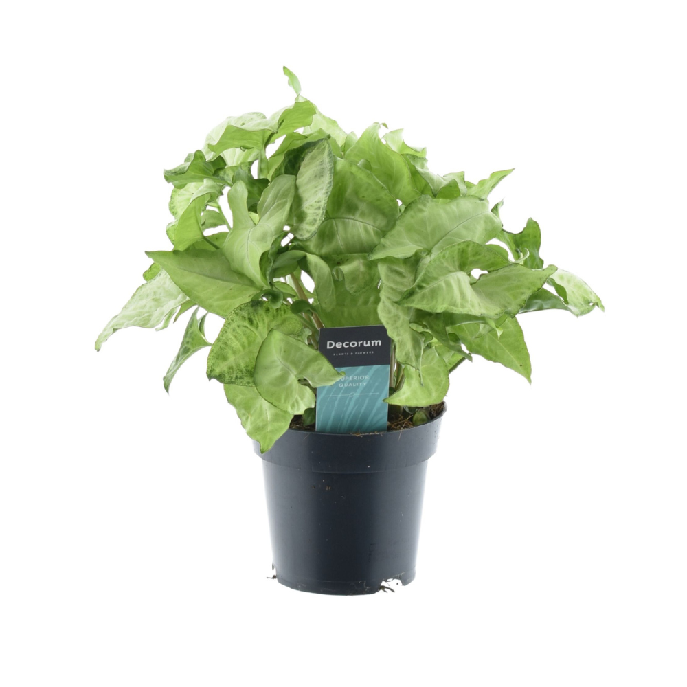 Syngonium White Butterfly Feel Green - Elegancka roślina doniczkowa - Doniczka Ø14cm - Wysokość 35cm